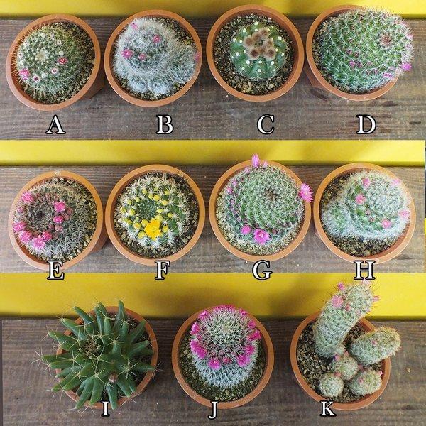 サボテン 4号 茶プラスチック鉢 受皿付 現品 多肉植物 観葉植物 おしゃれ お祝い プレゼント ギフト風水 種類一覧 Buyee Buyee Japanese Proxy Service Buy From Japan Bot Online