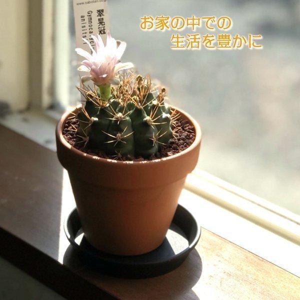 サボテン 現品 ３号 素焼鉢 多肉植物 観葉植物 おしゃれ お祝い プレゼント ギフト 風水 種類一覧 選べる Buyee 日本代购平台 产品购物网站大全 Buyee一站式代购 Bot Online