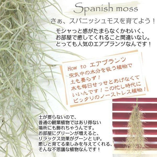 スパニッシュモス ｌ 細葉 ウスネオイデス 大きいサイズ エアプランツ ティランジア エアープランツ 吊り下げ ディスプレイ 送料無料 Buyee Servis Zakupok Tretim Licom Buyee Pokupajte Iz Yaponii