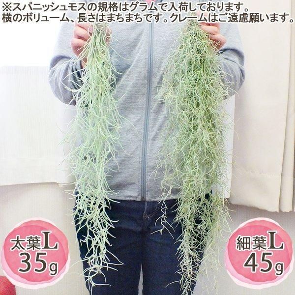 スパニッシュモス ｌ 細葉 ウスネオイデス 大きいサイズ エアプランツ ティランジア エアープランツ 吊り下げ ディスプレイ 送料無料 Buyee Servicio De Proxy Japones Buyee Compra En Japon