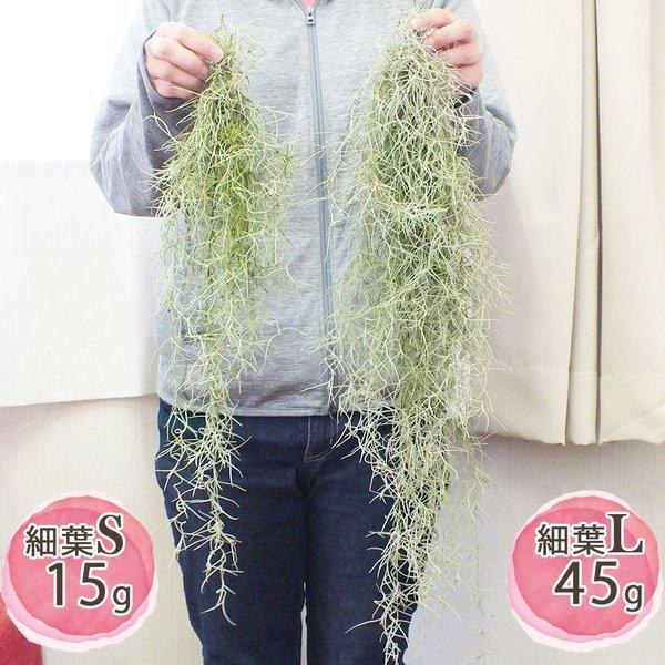 スパニッシュモス ｌ 細葉 ウスネオイデス 大きいサイズ エアプランツ ティランジア エアープランツ 吊り下げ ディスプレイ 送料無料 Buyee Buyee Japanese Proxy Service Buy From Japan Bot Online