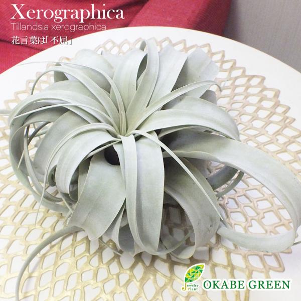 観葉植物 おしゃれ エアプランツ キセログラフィカ ティランジア L