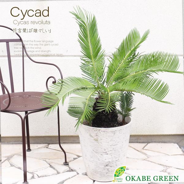観葉植物 おしゃれ 大型 本物 ソテツ 11号 現品 アンティーク調の白鉢