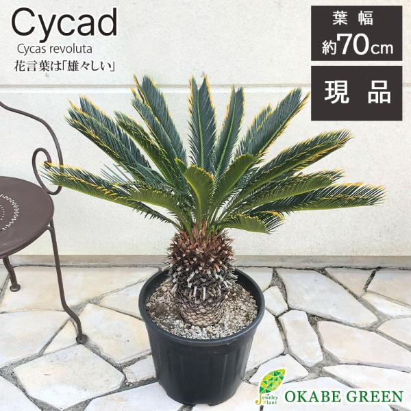 観葉植物 おしゃれ 大型 本物 キンカンソテツ 10号 現品 金冠 観葉植物 おしゃれ 大型 本物 キンカンソテツ 10号 現品 金冠