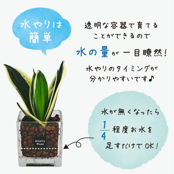 �n�C�h���J���`���[ �ϗt�A�� ������ �y�Ȃ� ������� �n�C�h���{�[�� �n�C�h���R�[�� �I�ׂ�i�� �p�L�� �K�W���}�� �T���X�x���A ���̓� �M�t�g �v���[���g ���i�摜4
