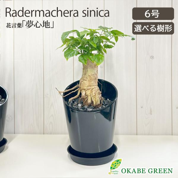 okabegreen_tn-56-3