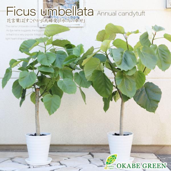 観葉植物 ハートの葉っぱ おしゃれ 大型 本物 ウンベラータ フィカス 7