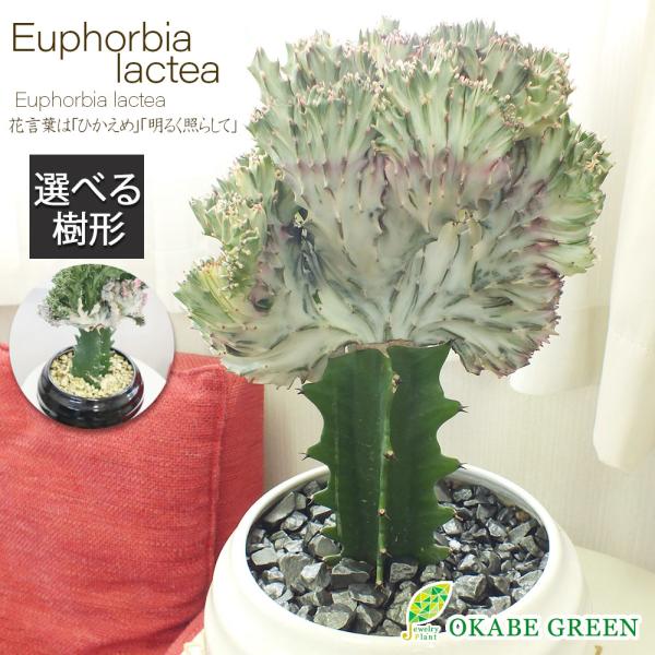 ユーフォルビア キング マハラジャ 白丸陶器鉢 8号 鉢皿付 黒デコジャリ付 現品 多肉植物 鉢植え 観葉植物 おしゃれ お祝い プレゼント ギフト 風水 Yf 167 1t Okabe Green Jewelryplant 通販 Yahoo ショッピング