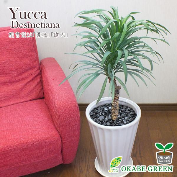 【現品】ユッカ・デスメティアーナ　7号　白鉢（1） okabegreen_yk-121