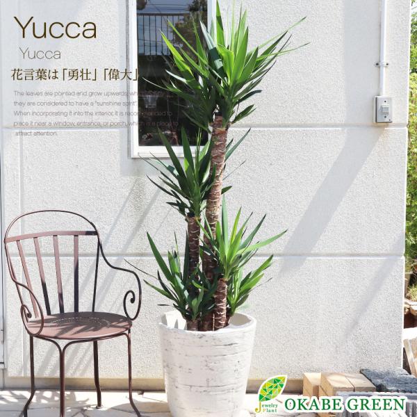 ユッカ 10号 重厚感のあるアンティーク調の白鉢カバー 観葉植物 おしゃれ お祝い プレゼント ギフト 風水 種類一覧 大型 鉢植え 母の日 Yk 27 2 Okabe Green Jewelryplant 通販 Yahoo ショッピング