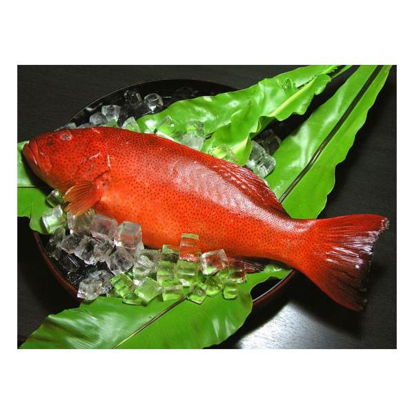 沖縄県産 ミーバイ1kg 1 5kg 刺身 お取り寄せ ミーバイ 活魚 沖縄 沖縄県産 沖縄限定 沖縄 お土産 Buyee Buyee Japanese Proxy Service Buy From Japan Bot Online