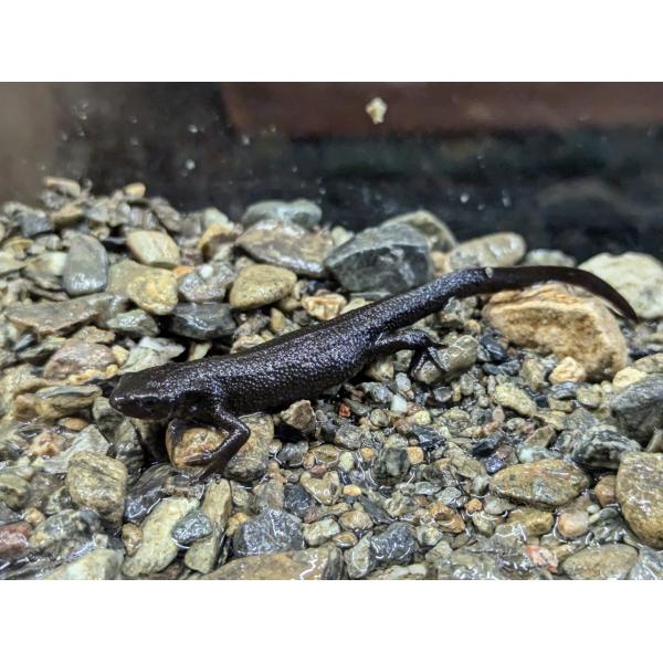 ☆OKATAN☆アカハライモリ（メス）採集地：主に岡山県（天然採集）採集可能時期：周年標準和名：アカハライモリ（ニホンイモリ）学名：Cynops pyrrhogaster分類：有尾目イモリ亜目イモリ科イモリ属自然分布：本州・四国・九州繁殖期...