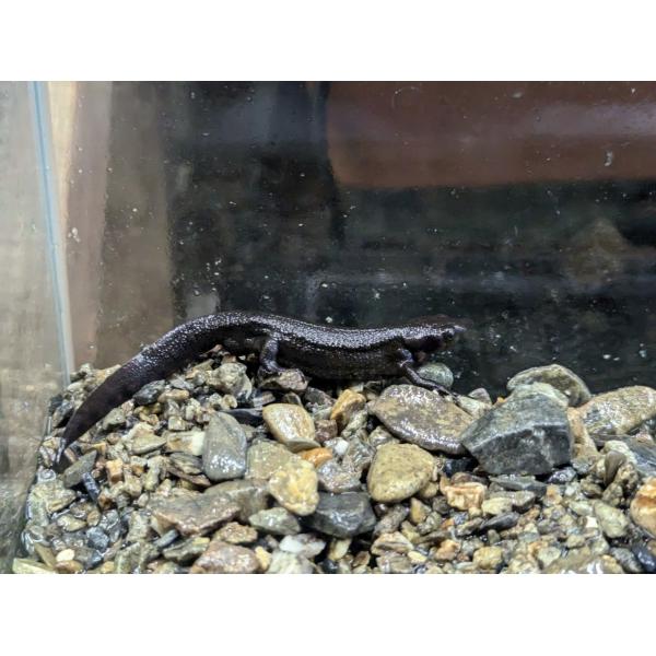 ☆OKATAN☆アカハライモリ（オス）採集地：主に岡山県（天然採集）採集可能時期：周年標準和名：アカハライモリ（ニホンイモリ）学名：Cynops pyrrhogaster分類：有尾目イモリ亜目イモリ科イモリ属自然分布：本州・四国・九州繁殖期...