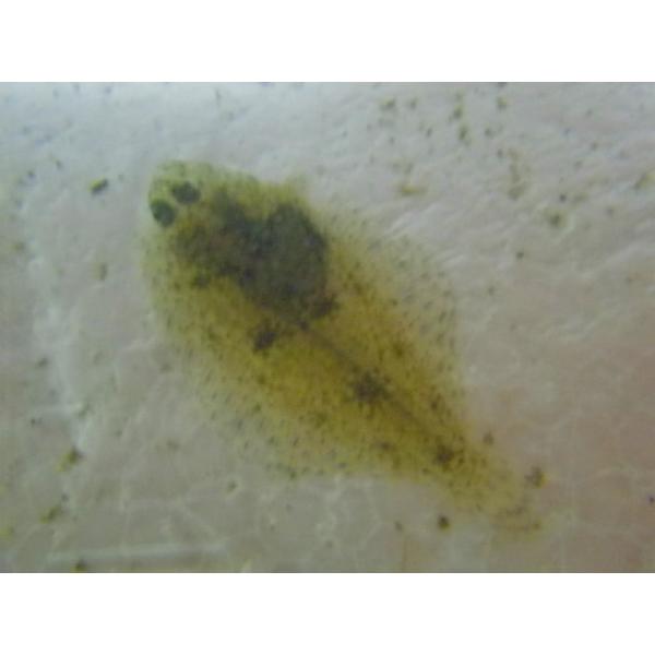 ☆OKATAN☆イシガレイ 6cm未満