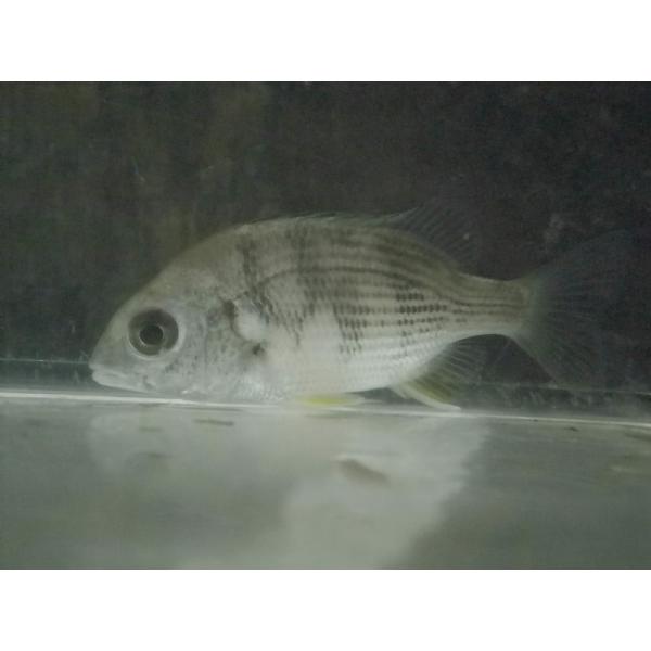 ☆OKATAN☆キチヌ 6〜10cm