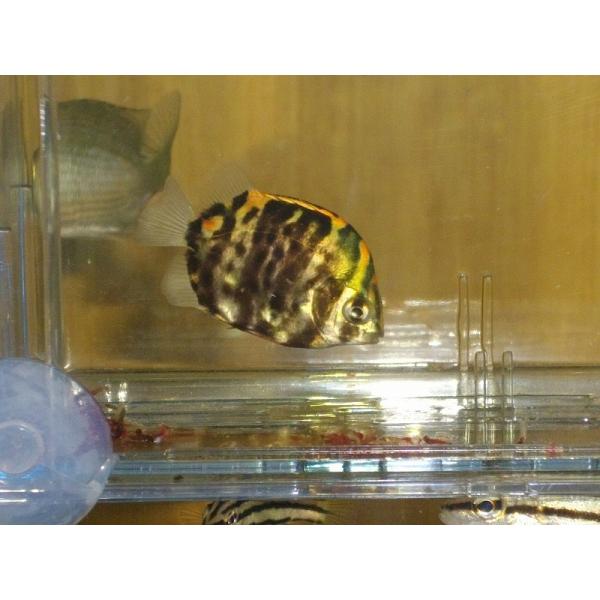☆OKATAN☆クロホシマンジュウダイ 4cm未満