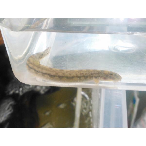 ☆OKATAN☆アジメドジョウ 8cm未満 3匹セット