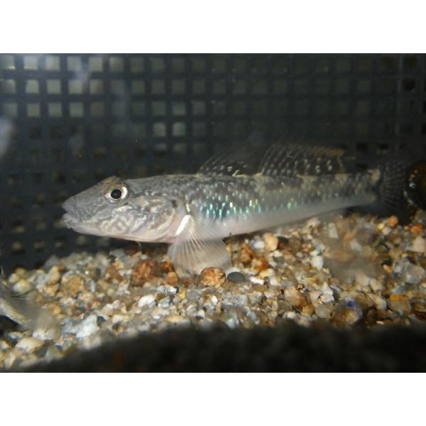 ☆OKATAN☆ゴクラクハゼ 6cm以上