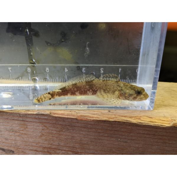 ☆OKATAN☆カンキョウカジカ 7cm未満