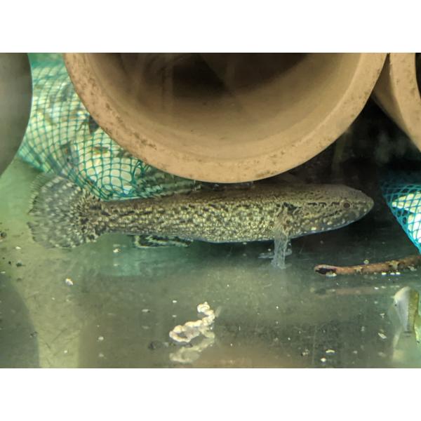 ☆OKATAN☆カワアナゴ 6〜10cm