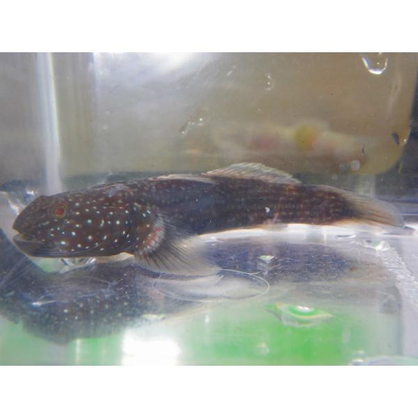 ☆OKATAN☆ヌマチチブ 10cm以上