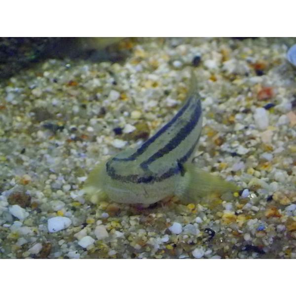☆OKATAN☆シモフリシマハゼ 6cm未満