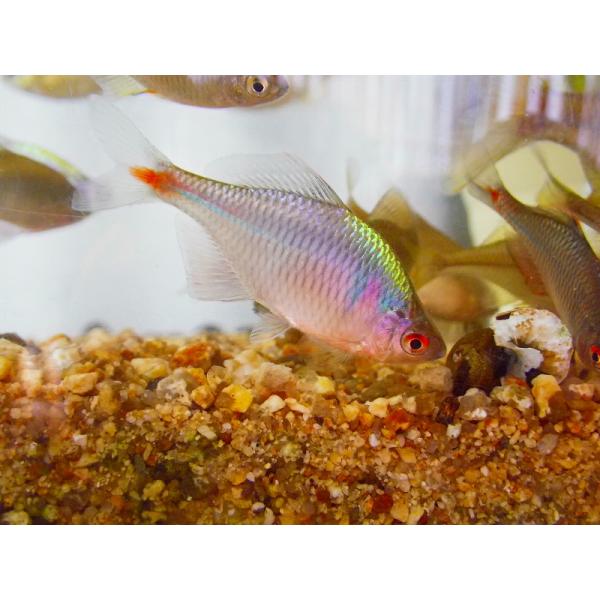 ☆OKATAN☆タイリクバラタナゴ 5cm未満 5匹セット