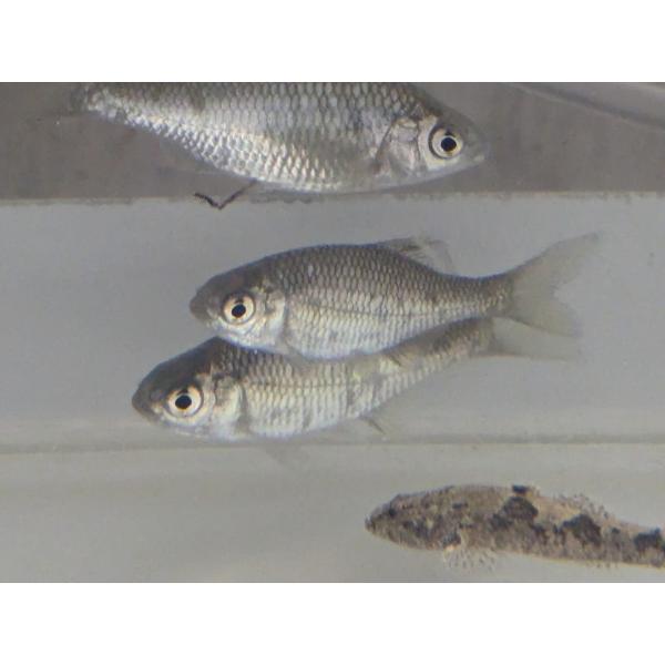 ☆OKATAN☆カネヒラ 6cm未満 3匹セット