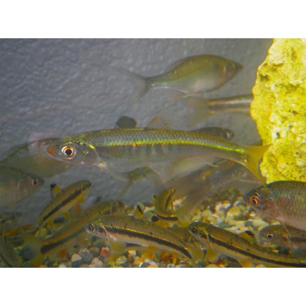 ☆OKATAN☆オイカワ 5cm未満 5匹セット