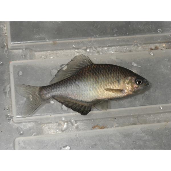 ☆OKATAN☆アブラボテ 6cm未満 3匹セット雌雄：指定不可採集地：岡山県（天然採集）採集可能期：5月〜翌2月標準和名：アブラボテ学名：Tanakia limbata分類：コイ目コイ科タナゴ亜科アブラボテ属自然分布：濃尾平野以西の本州・...