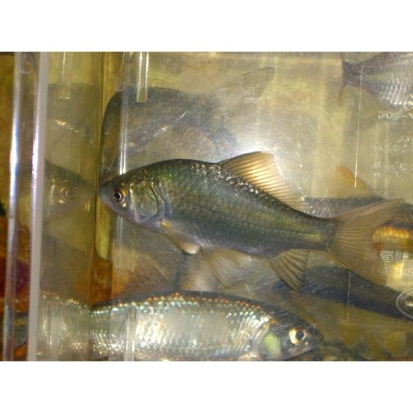 ☆OKATAN☆ギンブナ 6cm未満 3匹セット雌雄：選別不可採集地：主に岡山県（天然採集）採集可能期：周年標準和名：ギンブナ学名：Carassius sp.分類：コイ目コイ科コイ亜科フナ属自然分布：日本・台湾・朝鮮半島・中国繁殖期：4〜6...