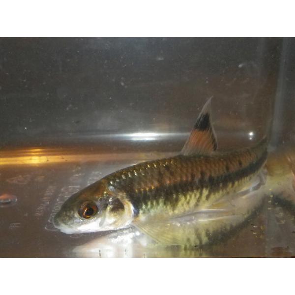 ☆OKATAN☆カワヒガイ 7cm未満