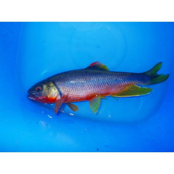 ☆OKATAN☆カワムツ 8〜12cm（オス）