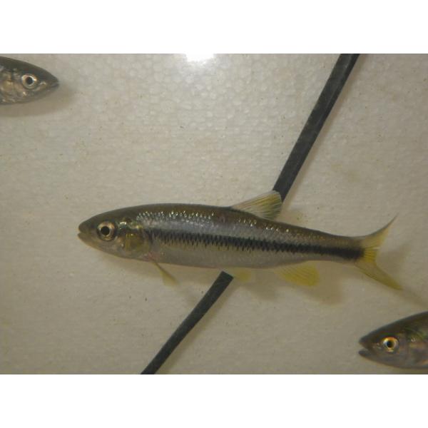 ☆OKATAN☆カワムツ 12〜15cm（メスまたは雌雄不鮮明）