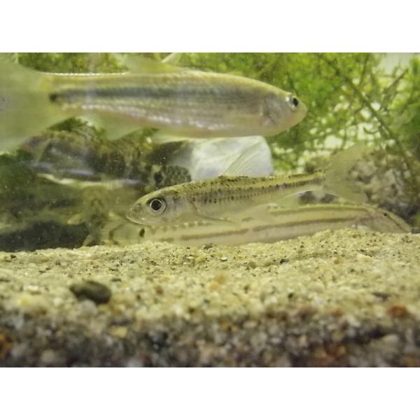 ☆OKATAN☆コウライモロコ 7cm以上