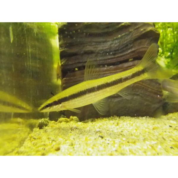 ☆OKATAN☆ムギツク 12cm以上