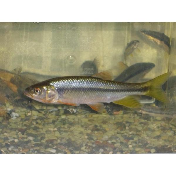 ☆OKATAN☆ヌマムツ 12〜14cm（メスまたは雌雄不鮮明）