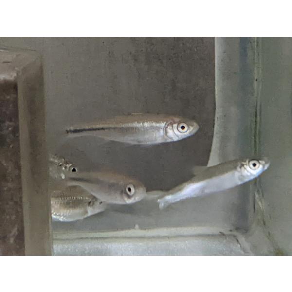 ☆OKATAN☆ヌマムツ 5〜8cm 3匹セット