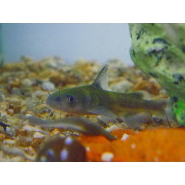 ☆OKATAN☆ギギ 8cm未満雌雄：選別不可採集地：岡山県（天然採集）採集可能期：ほぼ周年標準和名：ギギ学名：Pelteobagrus nudiceps分類：ナマズ目ギギ科ギバチ属自然分布：近畿以西〜九州北東部、四国（仁淀川水系・吉野川水...