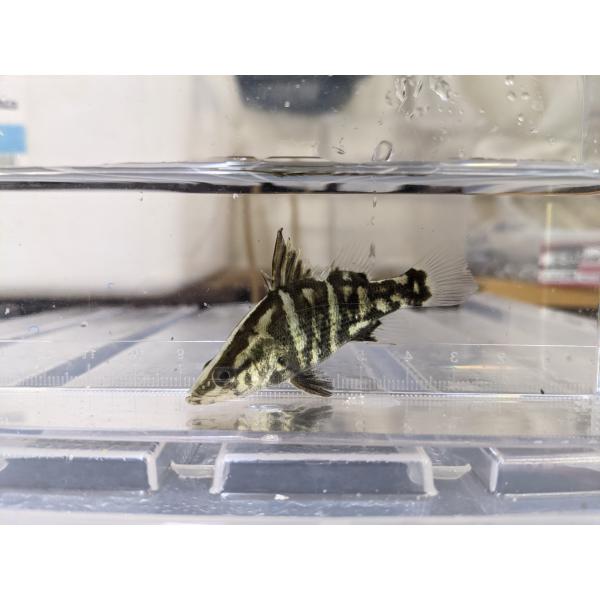 ☆OKATAN☆アカメ 2〜4cm