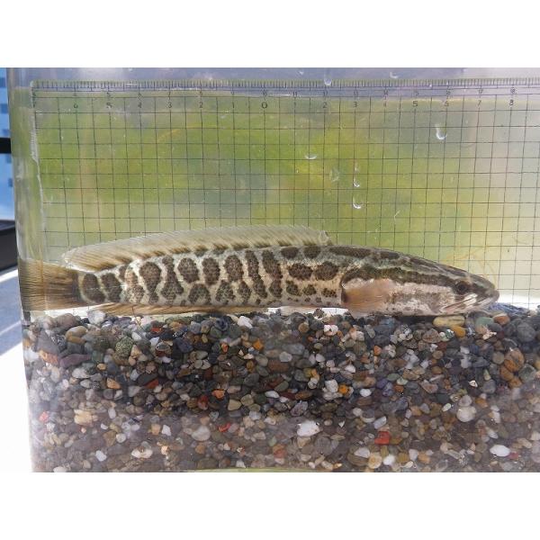 ☆OKATAN☆カムルチー 6〜10cm