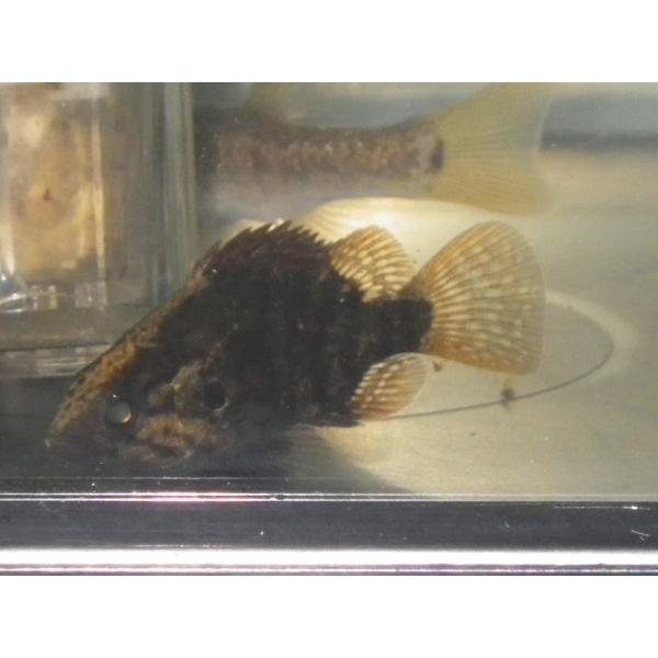 ☆OKATAN☆オヤニラミ 2.5〜4cm雌雄：指定不可採集地：主に岡山県（天然採集）標準和名：オヤニラミ学名：Coreoperca kawamebari分類：スズキ目ケツギョ科オヤニラミ属自然分布：桂川水系・由良川水系以西本州・四国北東部...