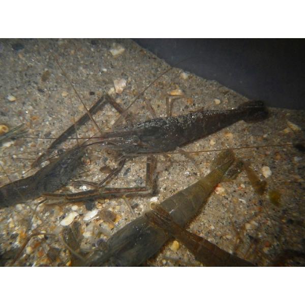 ☆OKATAN☆テナガエビ 7cm以上（メス）