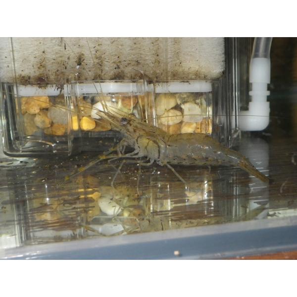 ☆OKATAN☆テナガエビ 7cm未満 3匹セット