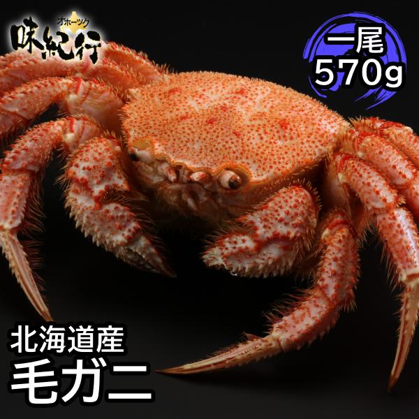 毛ガニ 北海道産 約570g 1尾入り ボイル済 送料無料 ギフト 毛ガニ 北海道産 約570g 1尾入り ボイル済 送料無料 ギフト