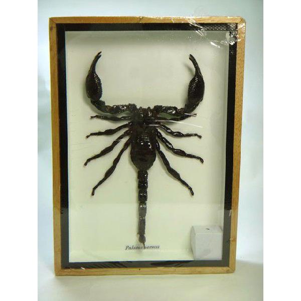返品可 サソリ 標本 さそり 蠍 Palamnaersus Scorpion 送料5円 Buyee Buyee 日本の通販商品 オークションの入札サポート 購入サポートサービス