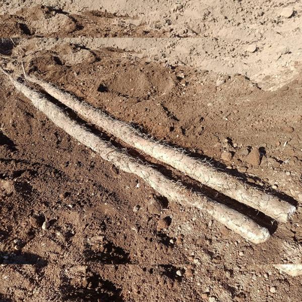 [Release date: December 15, 2025]・那須自然農園の有機JAS認定 自然薯熊本県 雁回山の麓で、立岡池からの水を使った栽培に取り組む、那須自然農園の田所実さん。無農薬・無化学肥料を実践する自然農園で栽培された自...