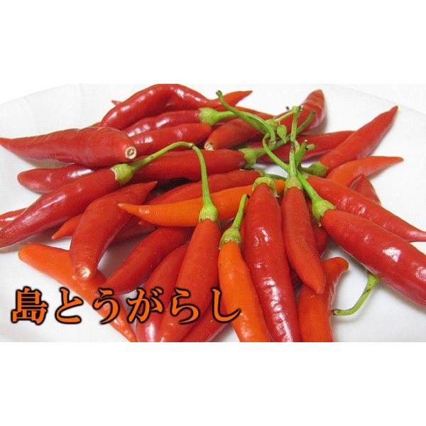 島とうがらし ねりタイプ 40g 沖縄産 島唐辛子 Buyee Buyee 日本の通販商品 オークションの代理入札 代理購入
