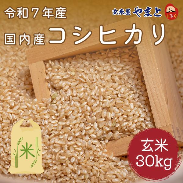 【事前受付】玄米　30kg　令和7年産　国内（千葉県）産コシヒカリ　1等　30kg　※6/10(水)より順次発送