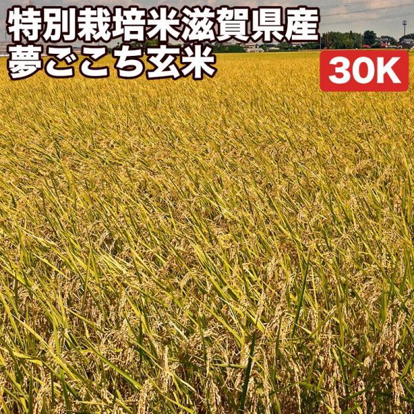 夢ごこち 新米 米 30kg お米 玄米（5kg×真空パック6袋）減農薬